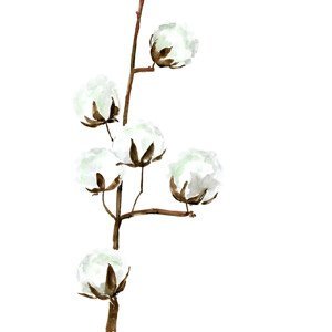 Ilustrace Watercolor cotton branches, Blursbyai, (30 x 40 cm)