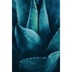 Umělecká fotografie Cactus No 4, Kubistika, (26.7 x 40 cm)