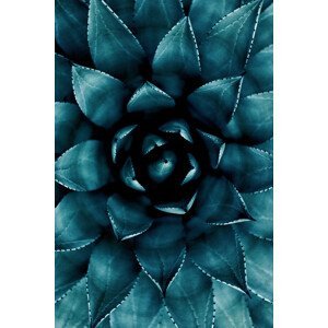 Umělecká fotografie Cactus No 9, Kubistika, (26.7 x 40 cm)
