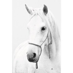 Plakát, Obraz - Bílý kůň, (61 x 91.5 cm)