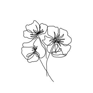 Ilustrace Black poppy, Veronika Boulová, (26.7 x 40 cm)