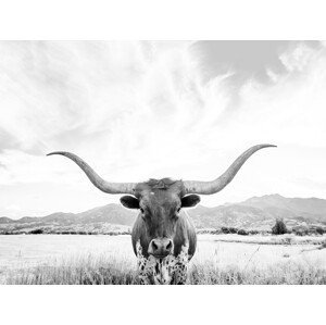 Umělecká fotografie Longhorn texas, Sisi & Seb, (40 x 30 cm)