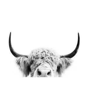 Umělecká fotografie Peeking cow bw, Sisi & Seb, (40 x 30 cm)