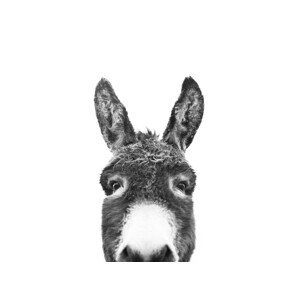 Umělecká fotografie Hello donkey, Sisi & Seb, (40 x 30 cm)