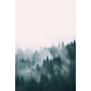 Umělecká fotografie Fog and forest, Sisi & Seb, (26.7 x 40 cm)
