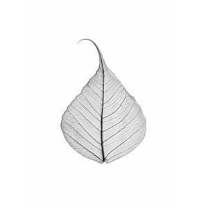 Umělecká fotografie Skeleton leaf, Sisi & Seb, (30 x 40 cm)
