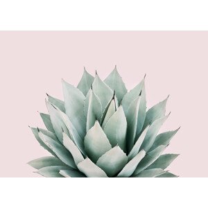 Umělecká fotografie Blushing succulent, Sisi & Seb, (40 x 30 cm)