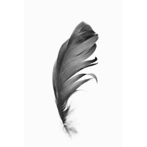 Umělecká fotografie Black feather, Sisi & Seb, (26.7 x 40 cm)