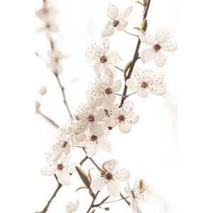 Umělecká fotografie Blossoming, Sisi & Seb, (26.7 x 40 cm)