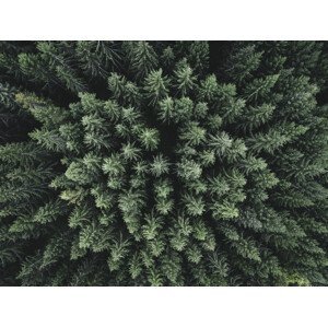 Umělecká fotografie Moody forest from above, Christian Lindsten, (40 x 30 cm)