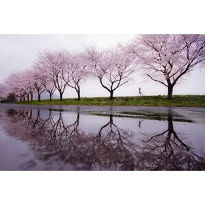 Umělecká fotografie Rain of spring, Kouji Tomihisa, (40 x 26.7 cm)