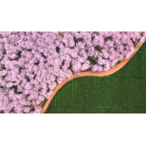 Umělecká fotografie The road of flower, TIANQI, (40 x 22.5 cm)
