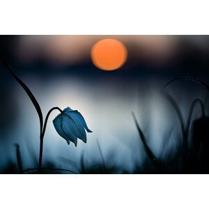 Umělecká fotografie Rising sun, Wil Mijer, (40 x 26.7 cm)