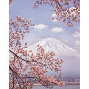 Umělecká fotografie Mt. Fuji in the cherry blossoms, Makiko Samejima, (30 x 40 cm)