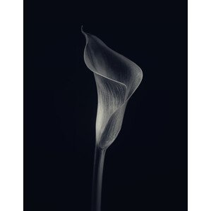 Umělecká fotografie Calla lily, Lotte Gronkjar, (30 x 40 cm)