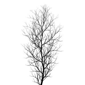 Ilustrace The Tree BLACK, Kubistika, (26.7 x 40 cm)