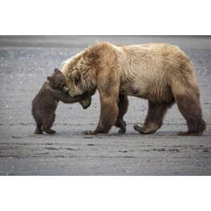 Umělecká fotografie A Little Bear Hug, Renee Doyle, (40 x 26.7 cm)