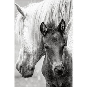 Umělecká fotografie The Foal, Jacky Parker, (26.7 x 40 cm)