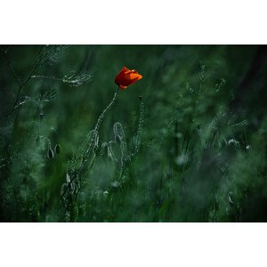 Umělecká fotografie Blow me away..., Ildiko Neer, (40 x 26.7 cm)