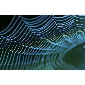 Umělecká fotografie Spider's web, Allan Wallberg, (40 x 26.7 cm)