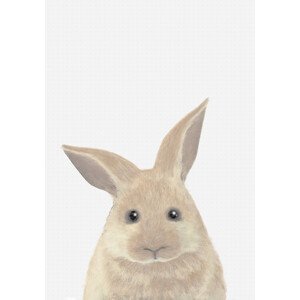 Ilustrace Rabbit, Studio Collection, (26.7 x 40 cm)