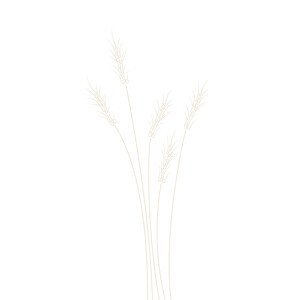 Ilustrace Wheat Grass, Studio Collection, (26.7 x 40 cm)