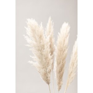 Umělecká fotografie Pampas Grass Grey 02, Studio Collection, (26.7 x 40 cm)