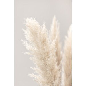 Umělecká fotografie Pampas Grass Grey 03, Studio Collection, (26.7 x 40 cm)