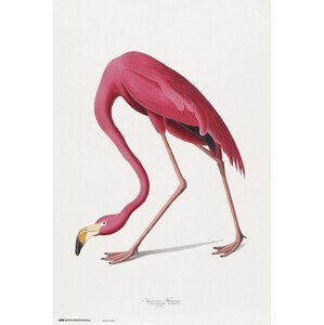 Plakát, Obraz - American Flamingo, (61 x 91.5 cm)
