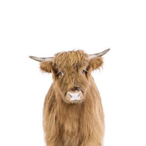 Umělecká fotografie Baby Highland Cow, Sisi & Seb, (30 x 40 cm)