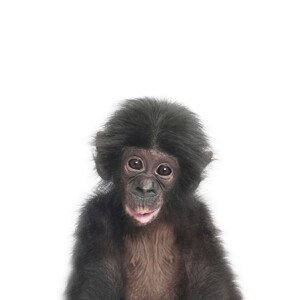 Umělecká fotografie Baby Monkey, Sisi & Seb, (30 x 40 cm)