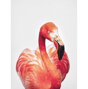 Umělecká fotografie Flamingo, Sisi & Seb, (30 x 40 cm)