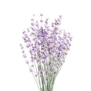 Umělecká fotografie Lavender, Sisi & Seb, (30 x 40 cm)