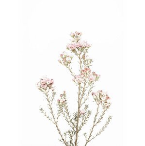 Umělecká fotografie Little Blooms, Sisi & Seb, (30 x 40 cm)