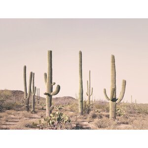 Umělecká fotografie Pastel Cactus Desert, Sisi & Seb, (40 x 30 cm)
