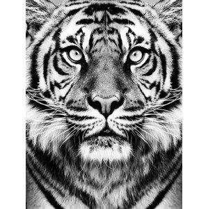 Umělecká fotografie Tiger BW, Sisi & Seb, (30 x 40 cm)