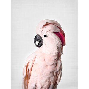 Umělecká fotografie Pink Cockatoo, Sisi & Seb, (30 x 40 cm)