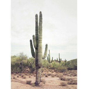 Umělecká fotografie Desert Cactus, Sisi & Seb, (30 x 40 cm)