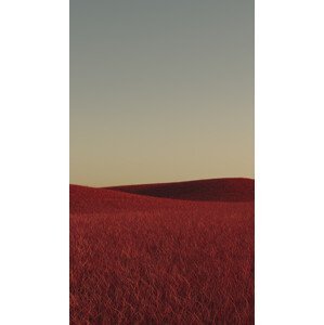 Umělecká fotografie Minimal landscpases of a red grass at with a gradient sky series 1, Javier Pardina, (22.5 x 40 cm)