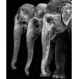 Umělecká fotografie Nature\'s great masterpiece, an elephant; the only harmless great thing ..., Yvette Depaepe, (35 x 40 cm)