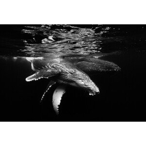 Umělecká fotografie Black and whale family, Barathieu Gabriel, (40 x 26.7 cm)