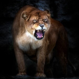 Umělecká fotografie Lion portrait, Santiago Pascual Buye, (40 x 40 cm)