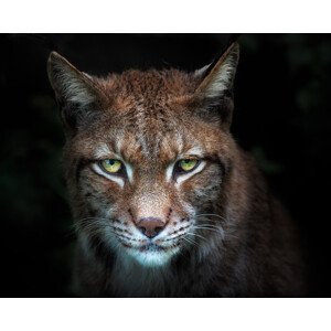 Umělecká fotografie Lynx gaze, Santiago Pascual Buye, (40 x 30 cm)