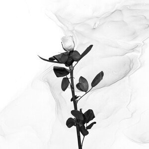 Umělecká fotografie White Rose | Liquid Art , Melanie Viola, (40 x 40 cm)