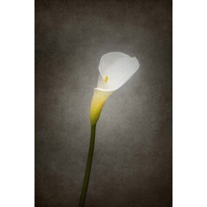 Umělecká fotografie Graceful flower - Calla No. 3 | vintage style , Melanie Viola, (26.7 x 40 cm)