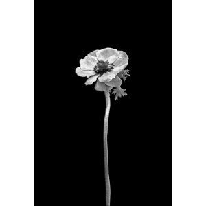 Umělecká fotografie Anemone coronaria | dark design , Melanie Viola, (26.7 x 40 cm)
