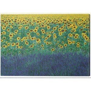 Obraz na plátně David Clapp - Sunflowers in Provence, France, (80 x 60 cm)