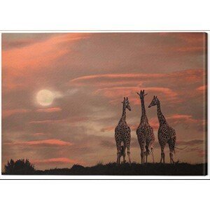 Obraz na plátně Marina Cano - Moonrise Giraffes, (80 x 60 cm)