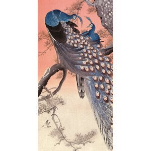 Obraz na plátně Ohara Koson - Two Peacocks on Tree Branch, (50 x 100 cm)