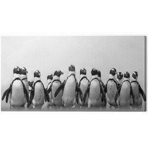 Obraz na plátně Marina Cano - Cape Town Penguins, (100 x 50 cm)